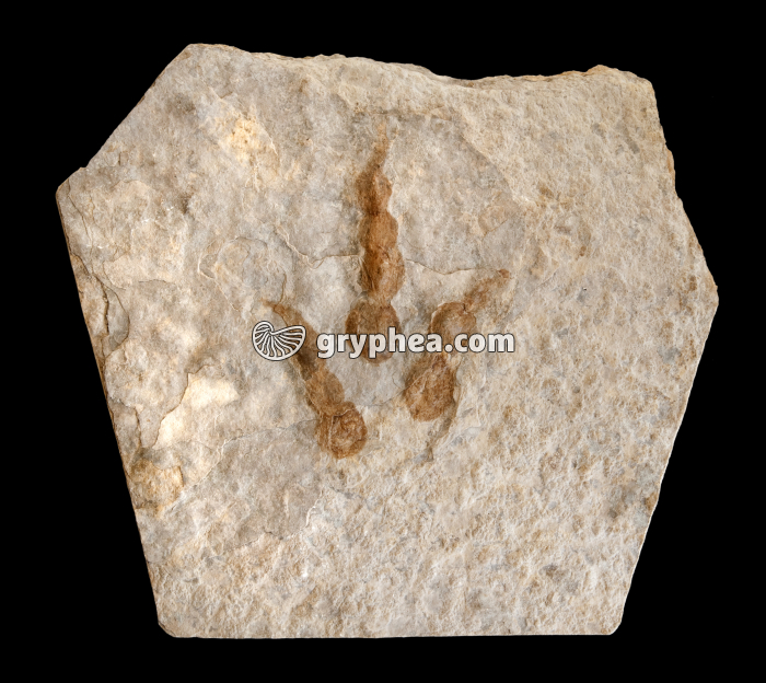 Empreinte de Dinosaure tridactyle  - gryphea.com